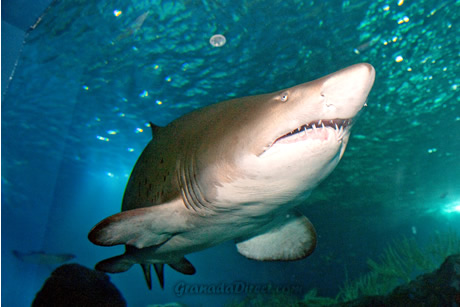 tiburon el en acuario de almuñecar