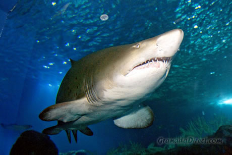 tiburon en el acuario de almuñecar