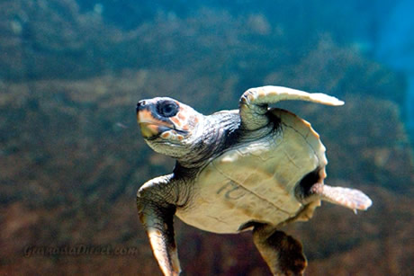 tortuga nadando en el acuario de almuñecar
