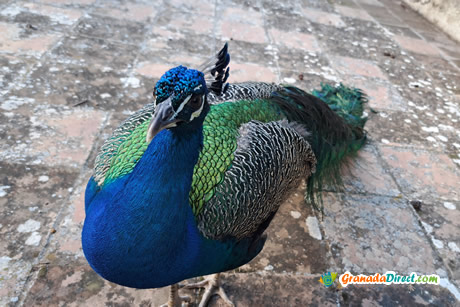 pavo real