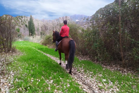 caballo en la calle de la alpujarra