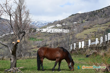 caballo en campo de alpujarra