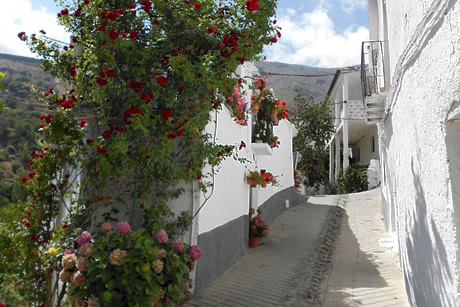 flores en una de las calles de trevelez