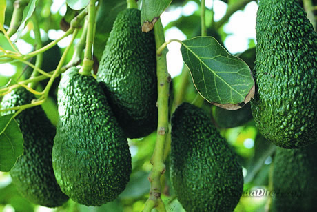 aguacates en la costa tropical en la provincia de granada