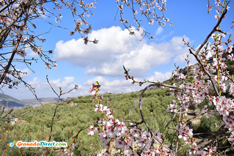 flores de almendros
