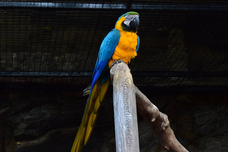 loros amarillos en parque loro sexi